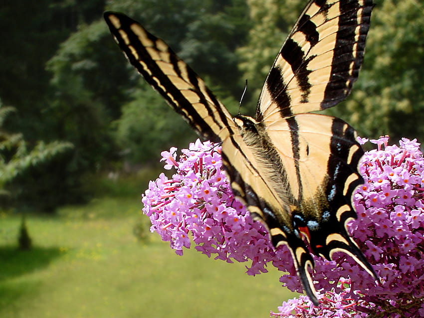 놀라운 나비, 근친상간, 멋진, 놀라운, 좋은 HD 월페이퍼