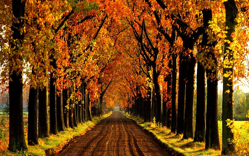 Forests: Alley Autumn Lined Tree Lane Holland Forest HD wallpaper