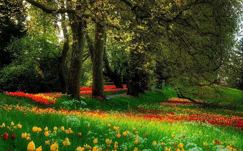 Beautiful Flower Scenery. flowers, garden, park, beautiful, sc, Flower Scenes HD wallpaper