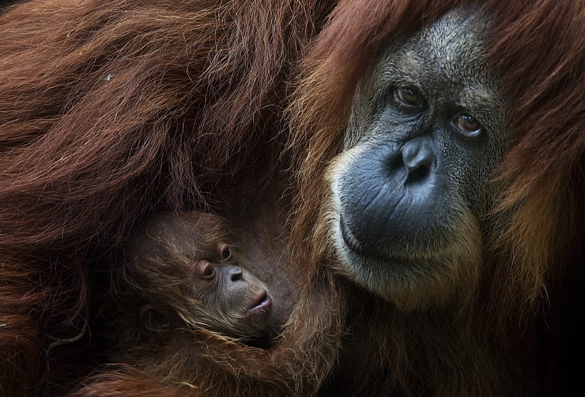 Orangután. 8 asombrosas madres del reino animal. De la vid, bebé orangután fondo de pantalla