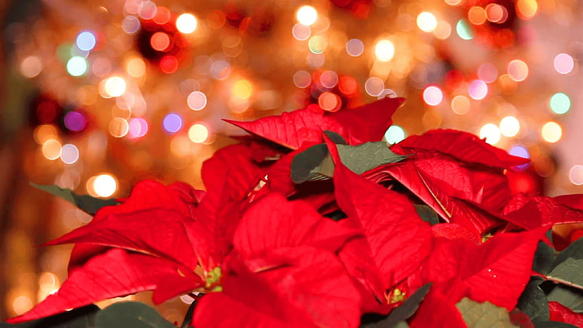 Red Poinsettia or Christmas flower with light effects and bright HD wallpaper