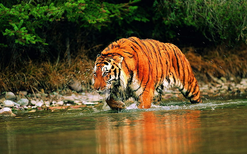 Animals, Water, Tiger, Hunts HD wallpaper