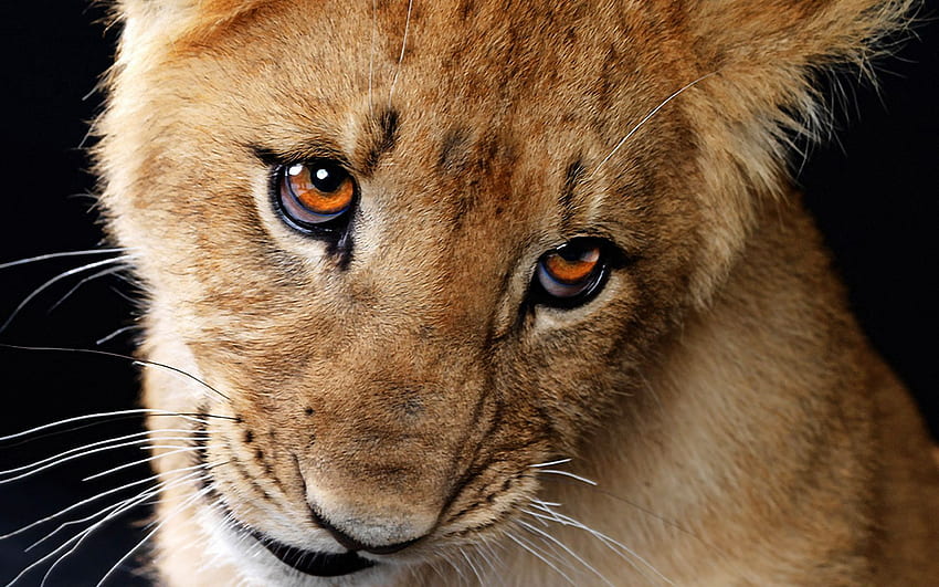 Cute Lion Cubs HD wallpaper