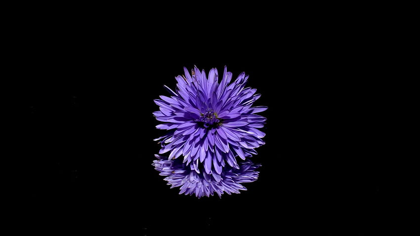 Blossom Purple Flower Black Background Reflection Laptop Full , , Background, and HD wallpaper