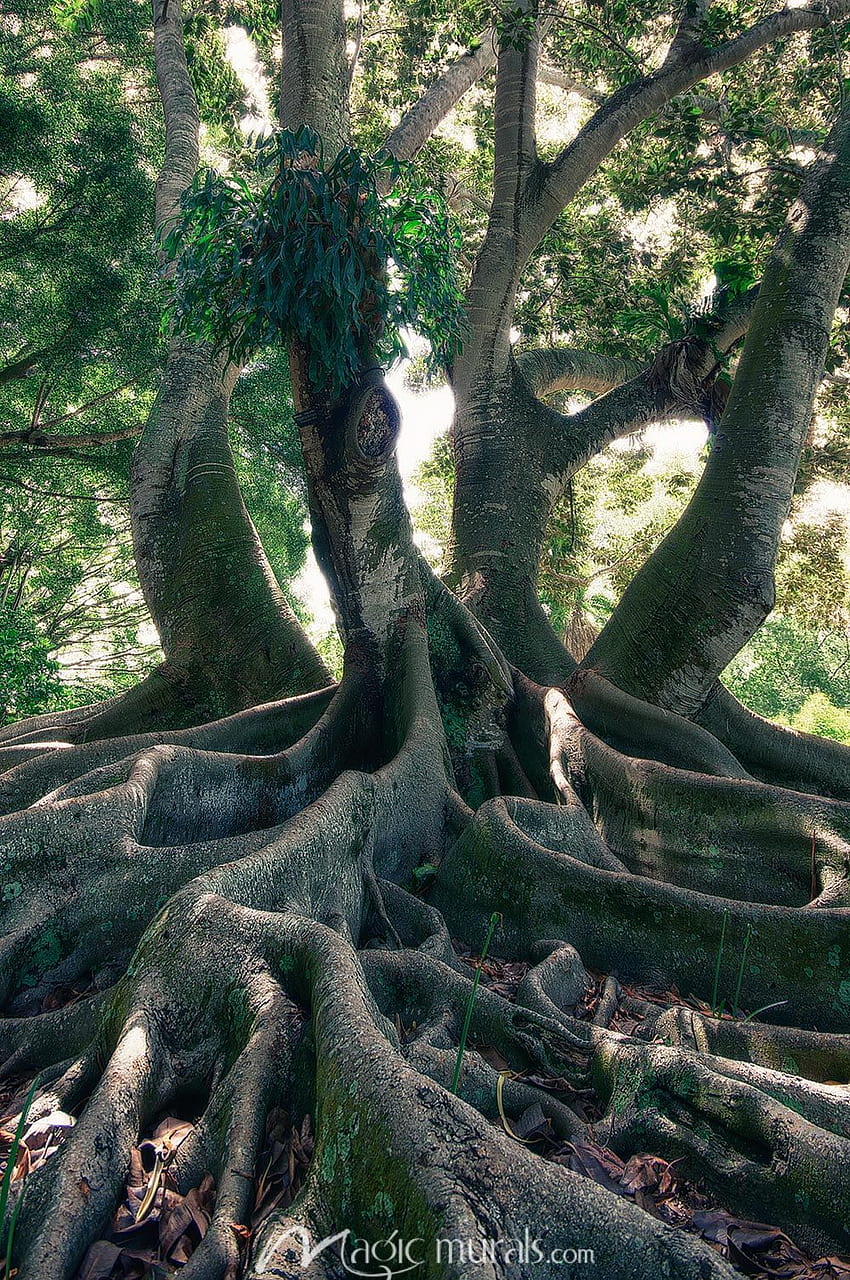 334 Banyan Tree Cartoon Royalty-Free Images, Stock Photos & Pictures |  Shutterstock