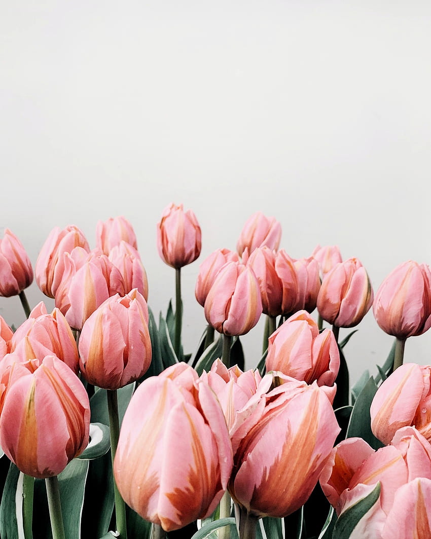 Fiori, rosa, tulipani, fioritura, fioritura Sfondo del telefono HD