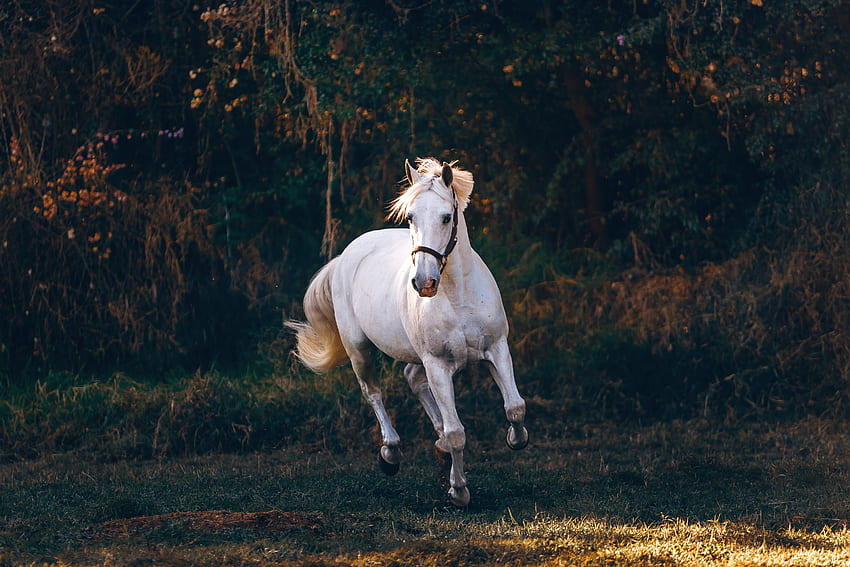 White Horse Running on Green Field · Stock, Galloping Horse HD wallpaper