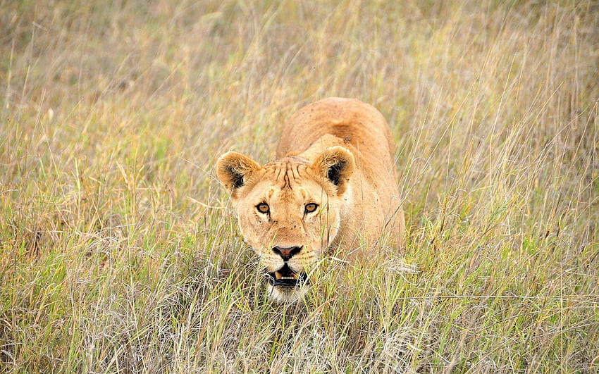 Animals, Grass, Muzzle, Lion, Stroll HD wallpaper