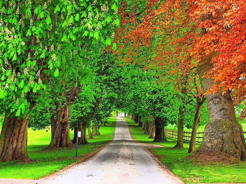 Lane in summer, lane, path, trees, nature, forest, early autumn, park, graphy, summer HD wallpaper