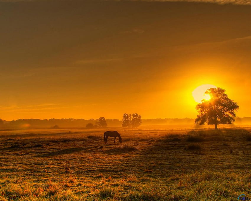 Kuda di padang rumput, rumput, kuda, matahari terbenam, pohon Wallpaper HD