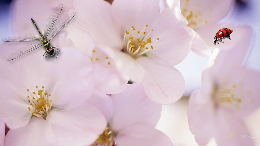 Sakura Libellule et Coccinelle, coccinelle, japon, personnage firefox, printemps, été, rose, cerisier, fleurs, sakura, libellule, fleurs, ciel Fond d'écran HD