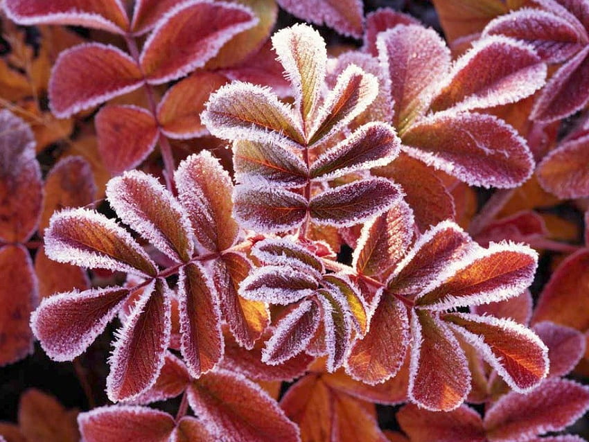 Frosty Fall, frost, alam Wallpaper HD