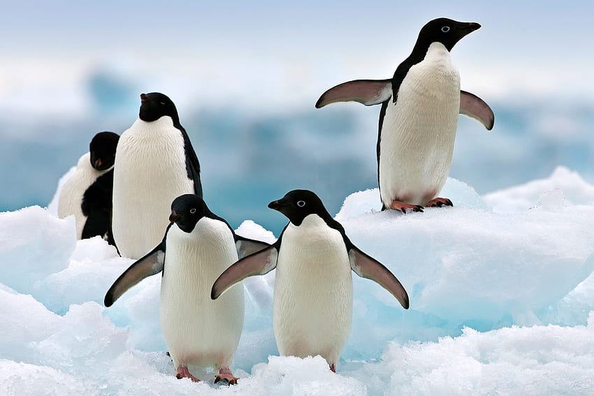 Adelie Pingwiny, zwierzę, ptak, pingwiny, adelie Tapeta HD