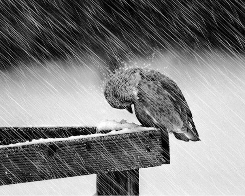 Love considers the sad struggle of the storm bird Deep into Love [] for your , Mobile & Tablet. Explore Struggling . Struggling HD wallpaper