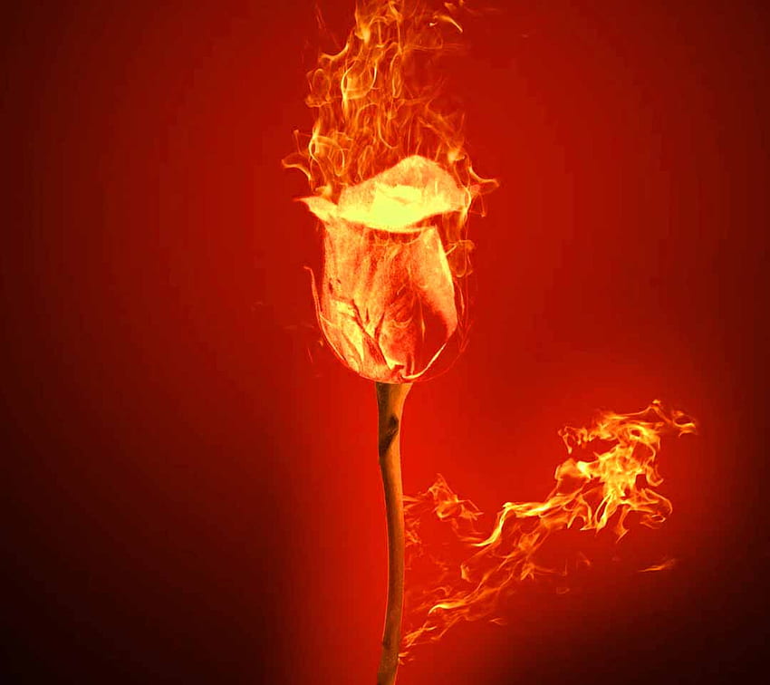 Fire Rose, Smoke Rose HD wallpaper | Pxfuel