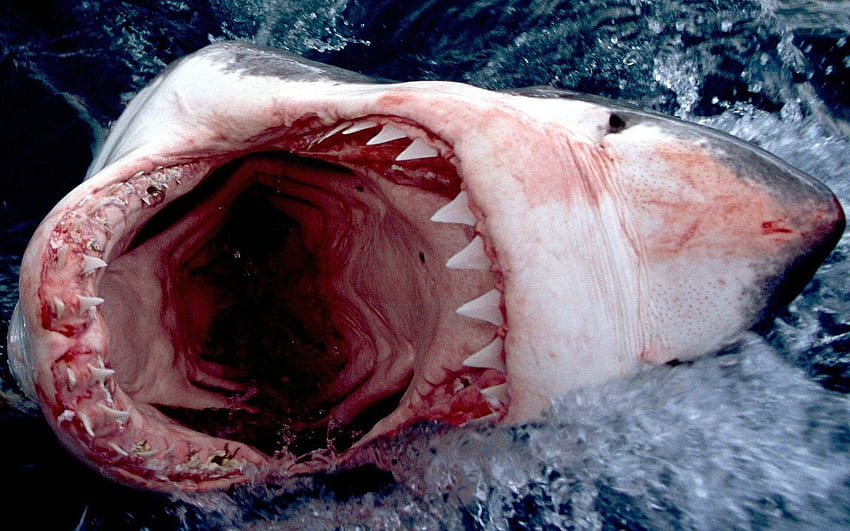 ฉลามขาวและพื้นหลัง ฉลาม วอลล์เปเปอร์ HD