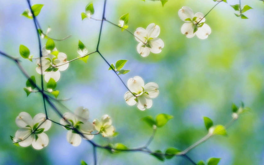 von weißen Blüten des Hartriegels. Hartriegelblüten, Hartriegelblüten, Hartriegel HD-Hintergrundbild
