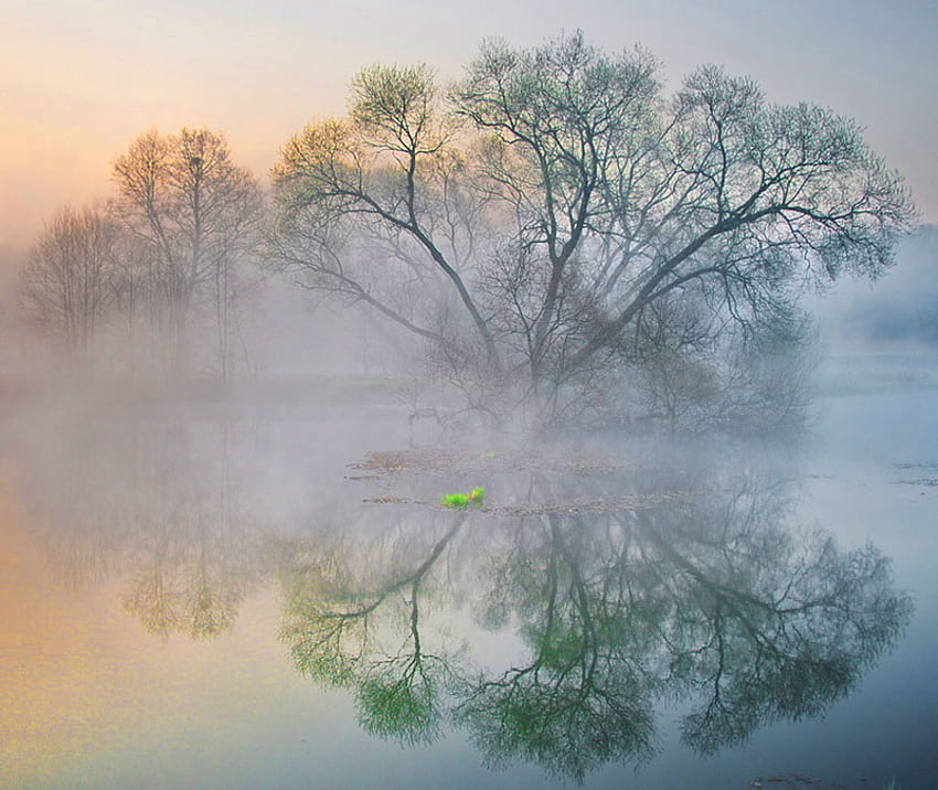 Mist on the river, mist, river, dawn, stillness, trees, water, reflections HD wallpaper