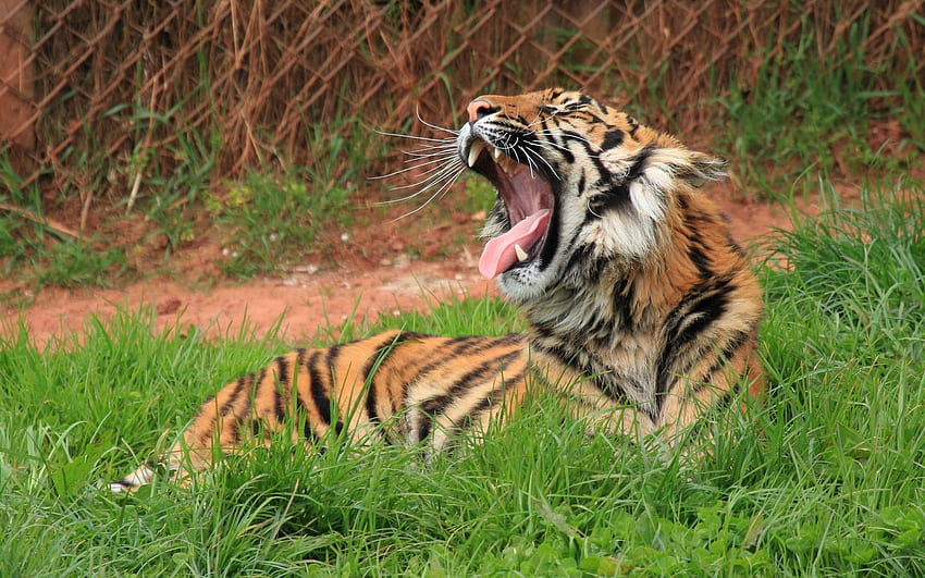 สัตว์ หญ้า ยิ้ม แมวใหญ่ เสือ วอลล์เปเปอร์ HD