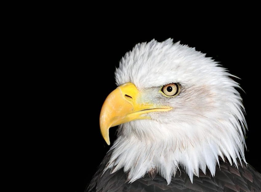 Adler, Tier, Vogel HD-Hintergrundbild