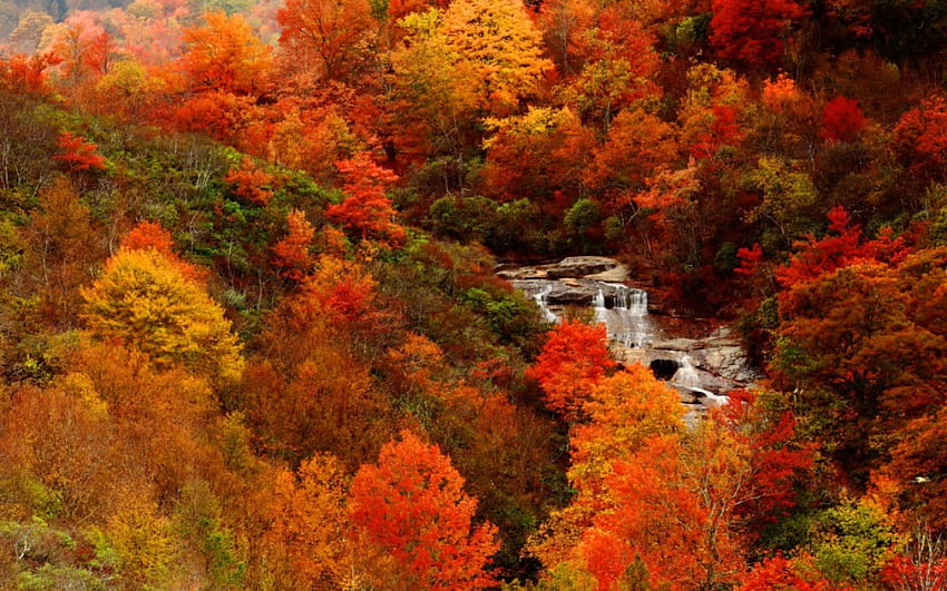 秋の景色、川、小川、色、いい、季節、木、カスケード、秋、水、秋、美しい、落ちる、赤、見る、滝、自然、美しい、森、葉、流れ 高画質の壁紙