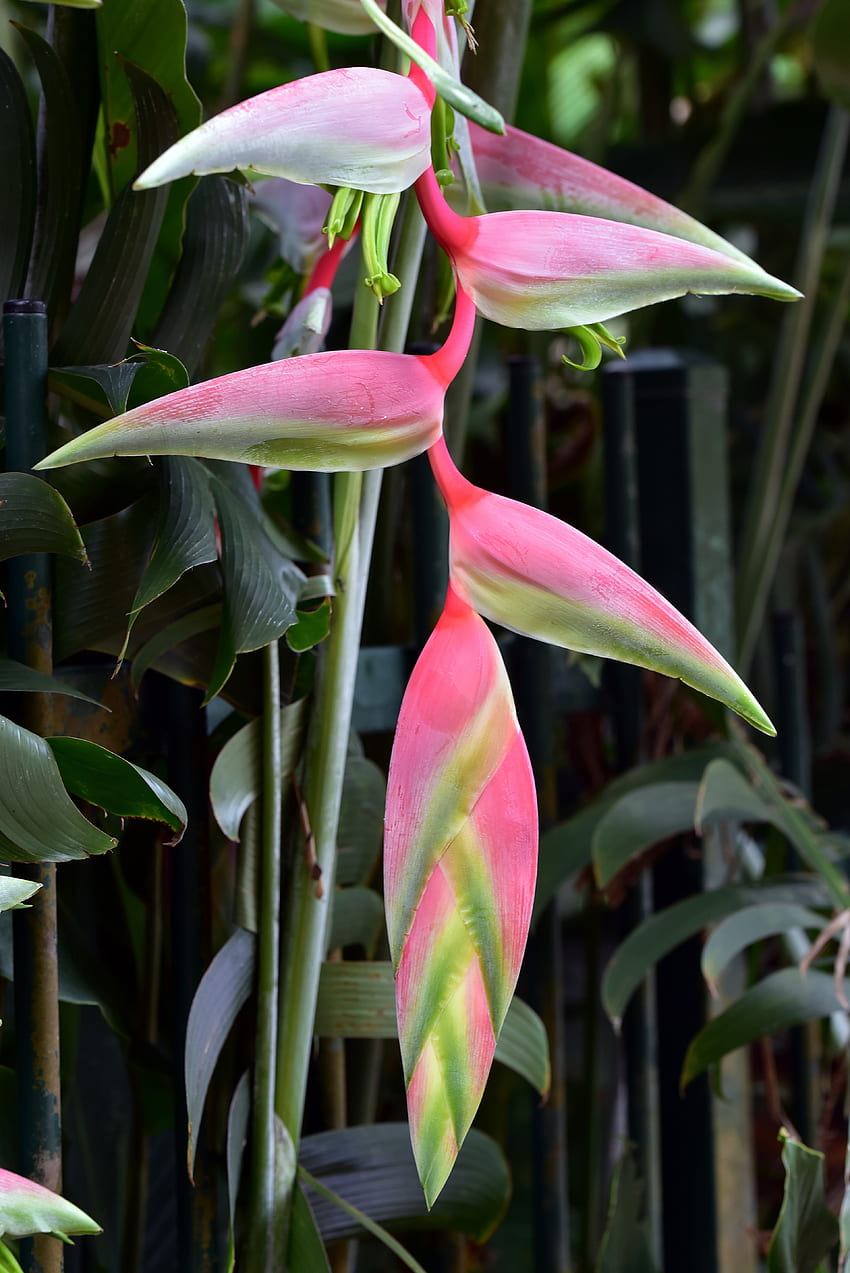 / heliconia pink HD phone wallpaper