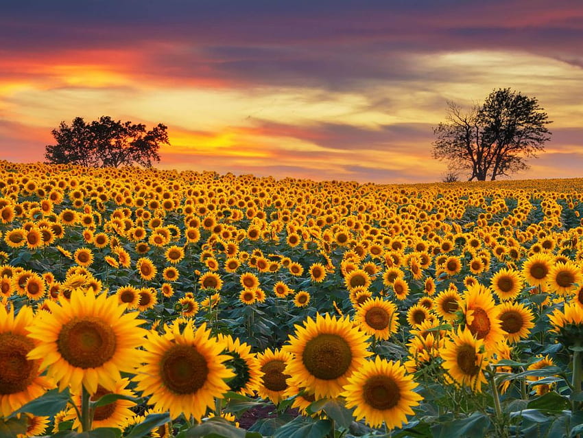 Sunflower Farm Field Yellow Flowers Beautiful Sunset, 1024X768 Sunflower Sunset HD wallpaper