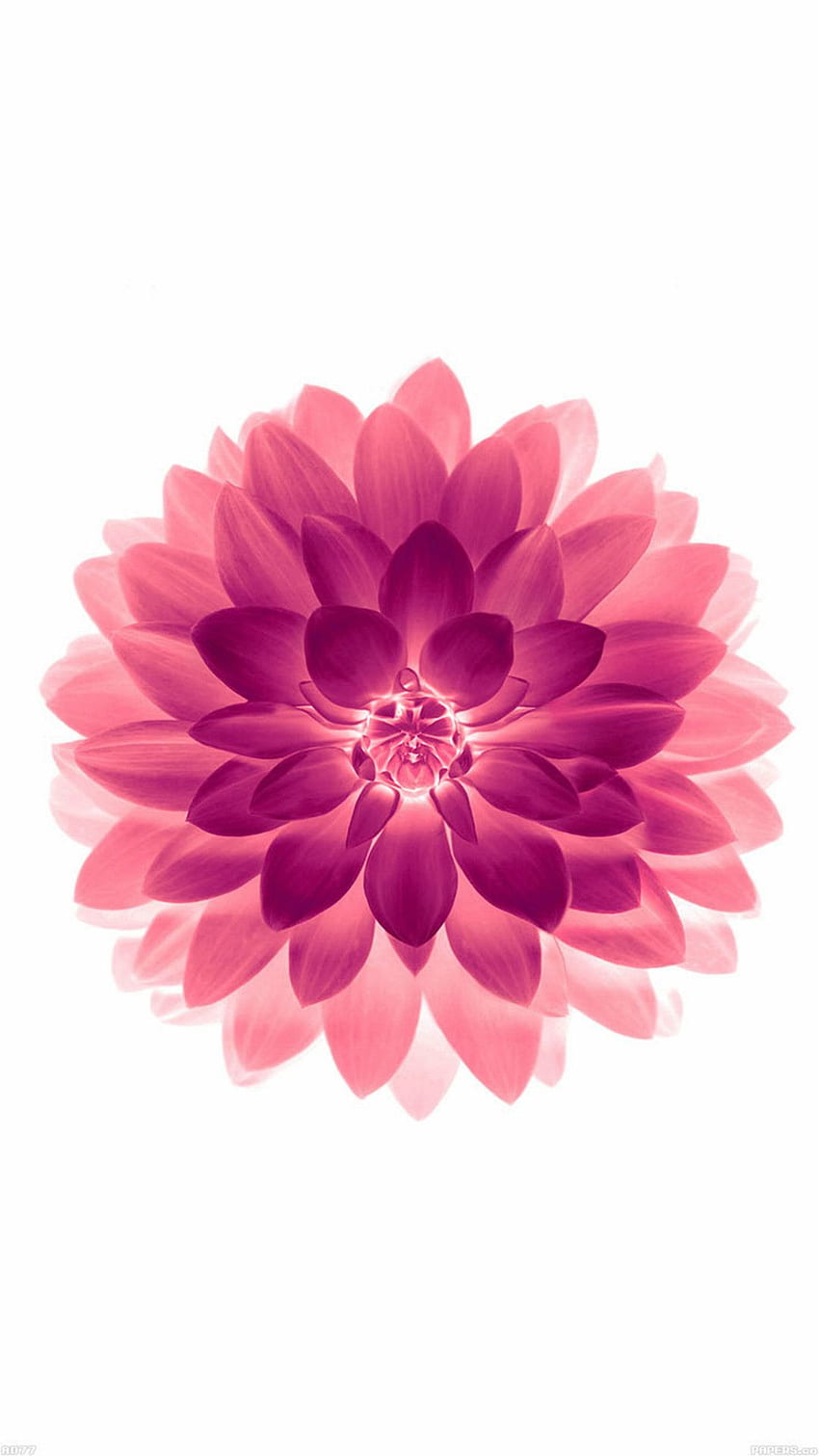 iPhone z różowym kwiatkiem, iPhone z kwiatem życia Tapeta na telefon HD