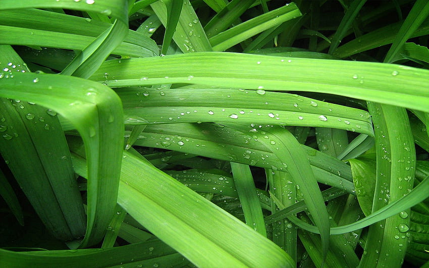 Gras, Hintergrund, Tropfen, Makro, Greens HD-Hintergrundbild