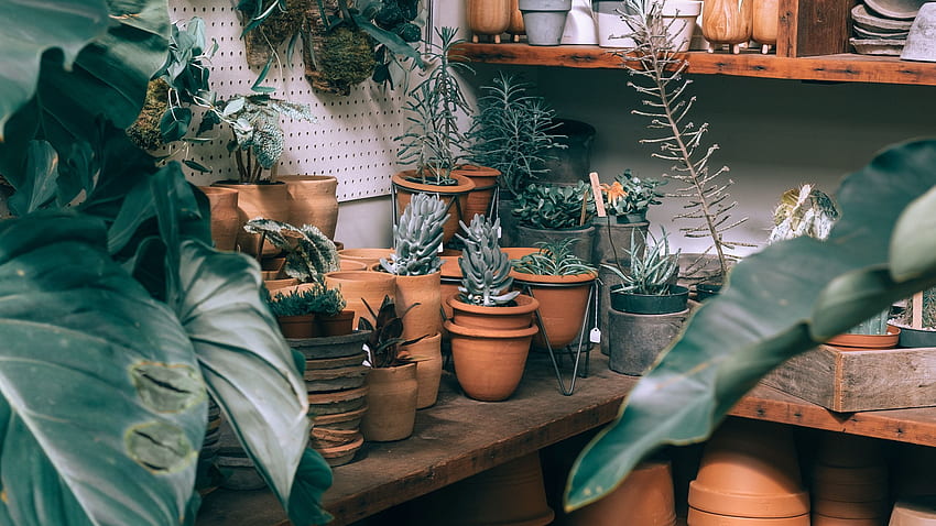plants, indoor plants, pots, cultivation, shelves, ceramics 16:9 background HD wallpaper