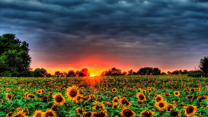 Sunflowers widescreen 169 wallpapers hd desktop backgrounds 2560x1440  images and pictures
