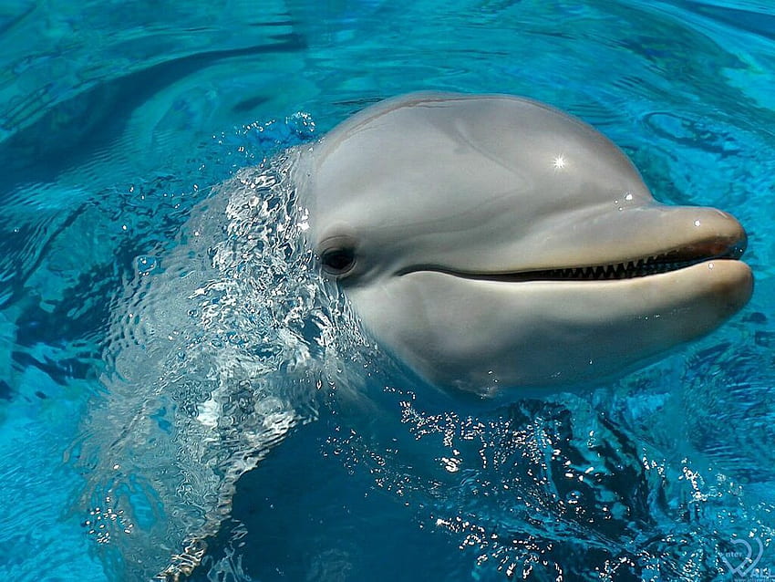 Duży uśmiech, zwierzę, życie, uśmiech, natura, ryba, delfin Tapeta HD