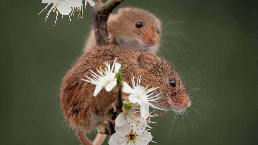 두 마리의 생쥐가 흐림 배경 생쥐에서 사과 나무 꽃 가지에 앉아 있습니다 HD 월페이퍼