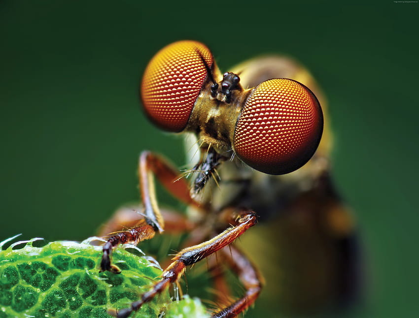 Fly Insect HD wallpaper
