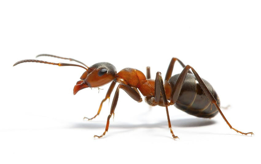 Animal ant HD wallpapers | Pxfuel