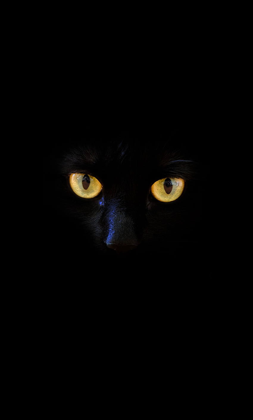black cat, yellow eyes, portrait HD phone wallpaper