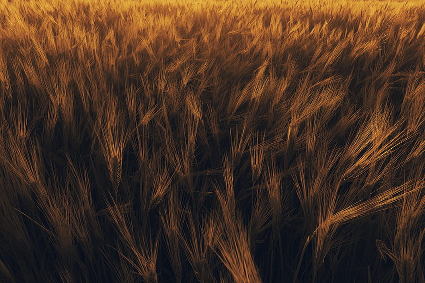 Пшеница, природа, растение, поле, класове, шипове HD тапет