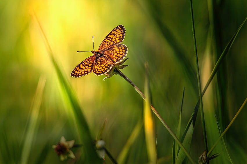 Grass, Macro, Brown, Insect, Butterfly HD wallpaper