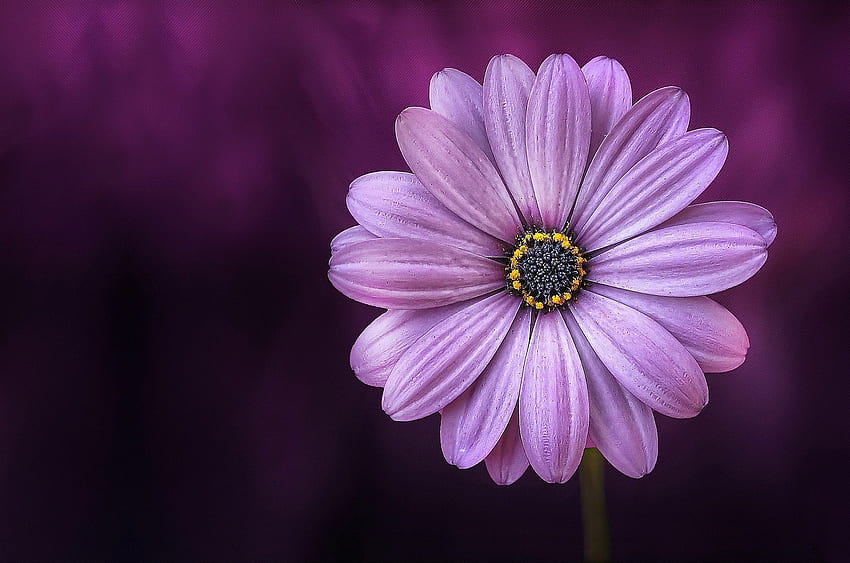 Purple daisy, purple, daisy, flower, nature, spring HD wallpaper