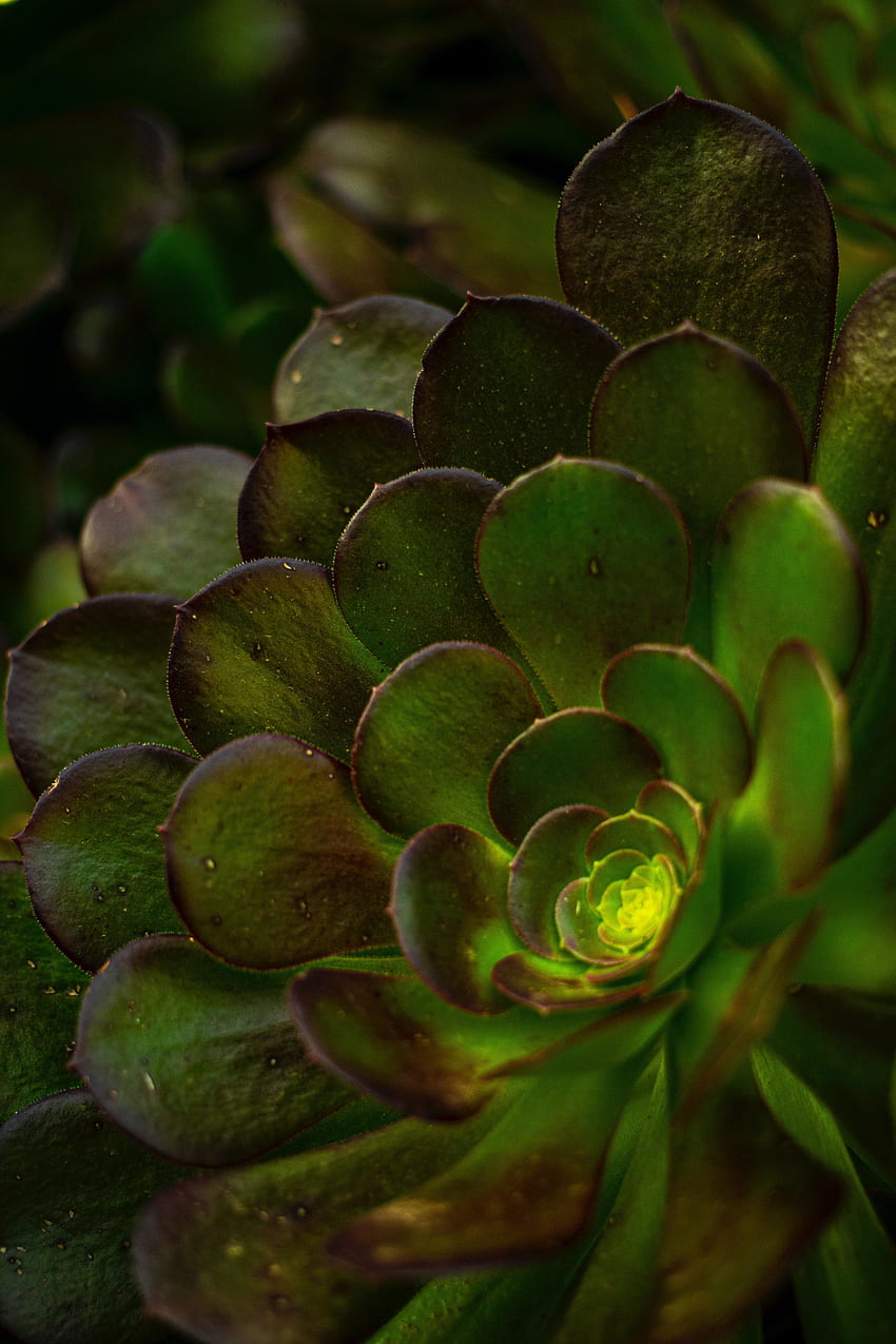 Succulent plant, close up HD phone wallpaper