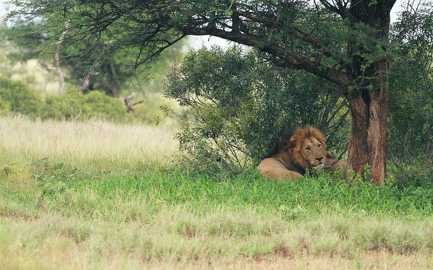 ติดตาม Big Five ในอุทยานแห่งชาติ Kruger วอลล์เปเปอร์ HD