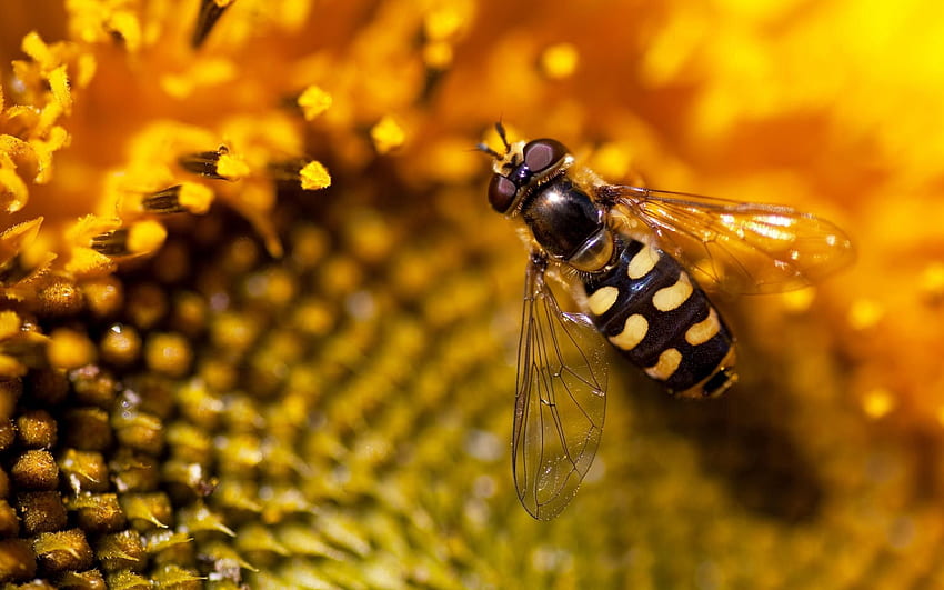 Blumen, Hintergrund, Makro, Biene, Sonnenblume HD-Hintergrundbild