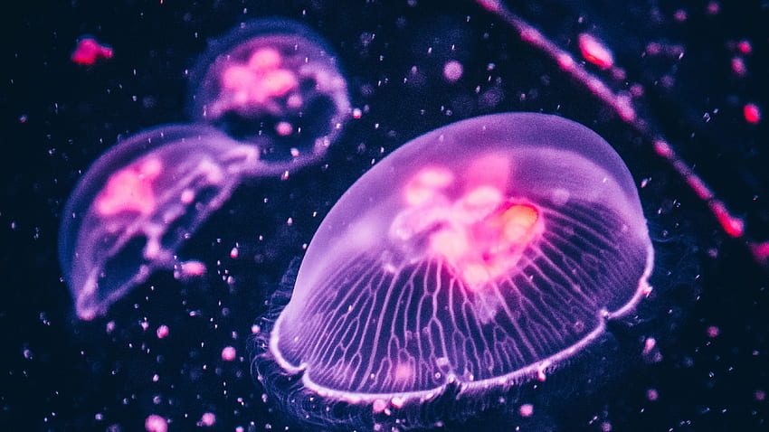 Pink glow, jellyfish , , U 16:9 HD wallpaper