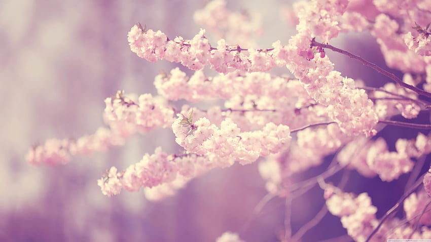 Pink Cherry Blossom ❤ for Ultra TV, Dark Cherry Blossom HD wallpaper