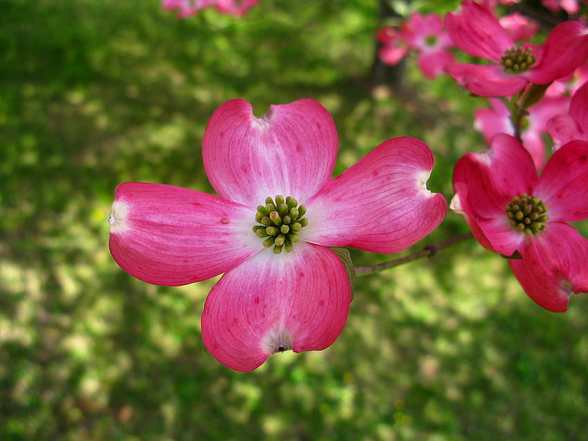 Da vicino Fiore di corniolo rosa West Virginia Wikimedia Commons Sfondo HD