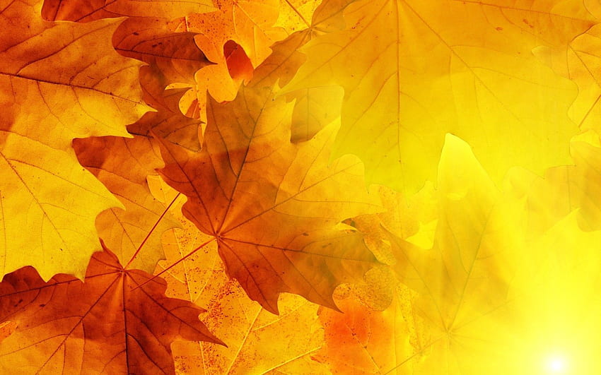 秋, 葉, 太陽, マクロ, 静脈 高画質の壁紙