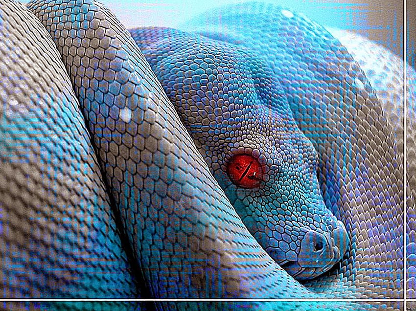 Reptilien Blaue Schlange Tier. Hintergrund HD-Hintergrundbild