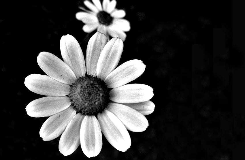 Grupo de flores negras, girasol blanco y negro fondo de pantalla | Pxfuel
