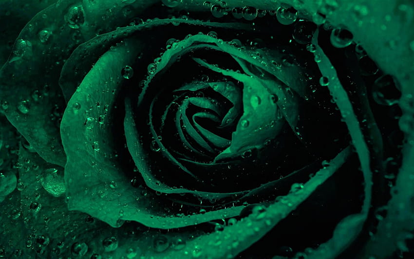 緑のバラ、水滴、つぼみ、緑 高画質の壁紙