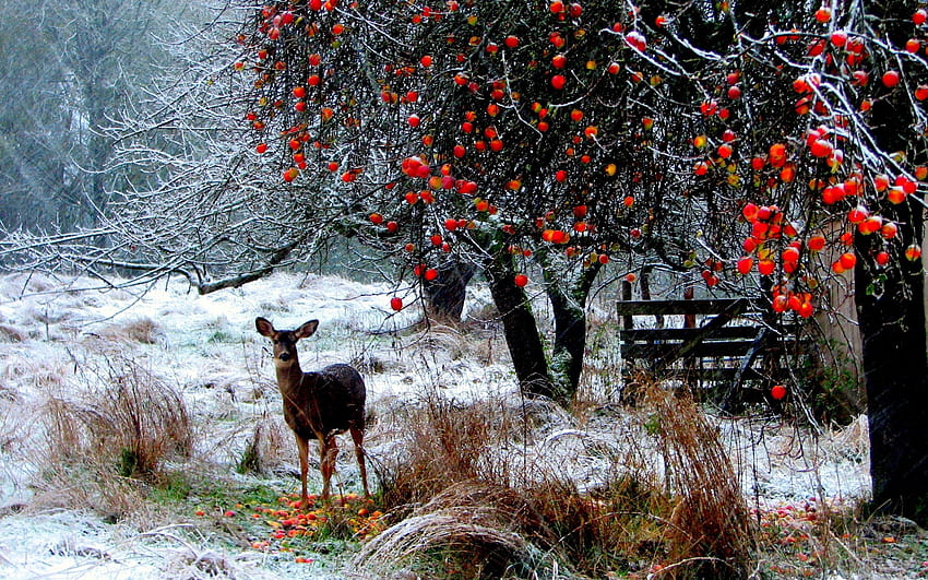 สัตว์ ฤดูหนาว ต้นไม้ หิมะ ป่า เดินเล่น กวาง วอลล์เปเปอร์ HD